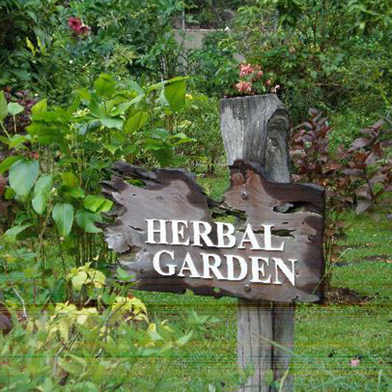 Herbal garden with medicinal plants